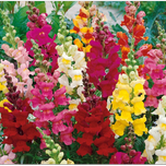 بذر گل میمونی پابلند الوان (پک فروشنده 12 بسته)