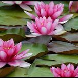 بذر گل نیلوفر آبی بسته 5 عددی