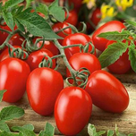بذر گوجه زیتونی قرمز بسته 15عددی