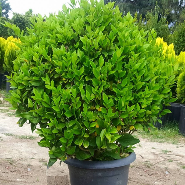 بذر یاس هلندی