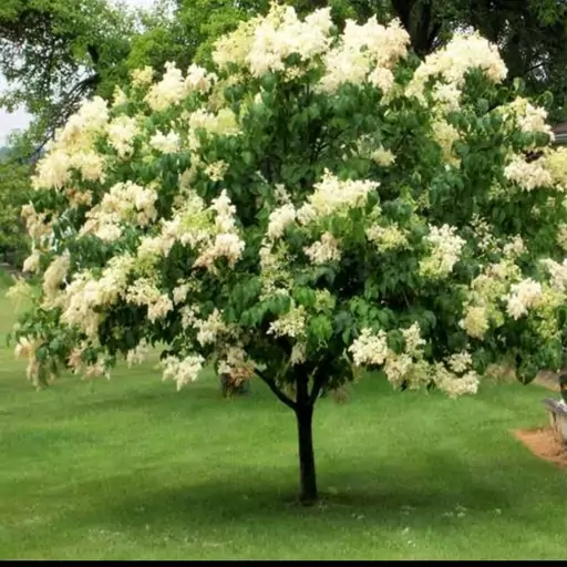 بذر یاس هلندی
