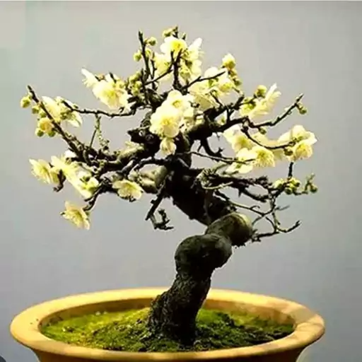 بذر گل یخ بسته 4 عددی