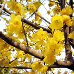 بذر گل یخ بسته 4 عددی