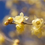 بذر گل یخ بسته 4 عددی