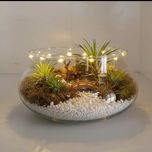 کاسه عدسی متوسط