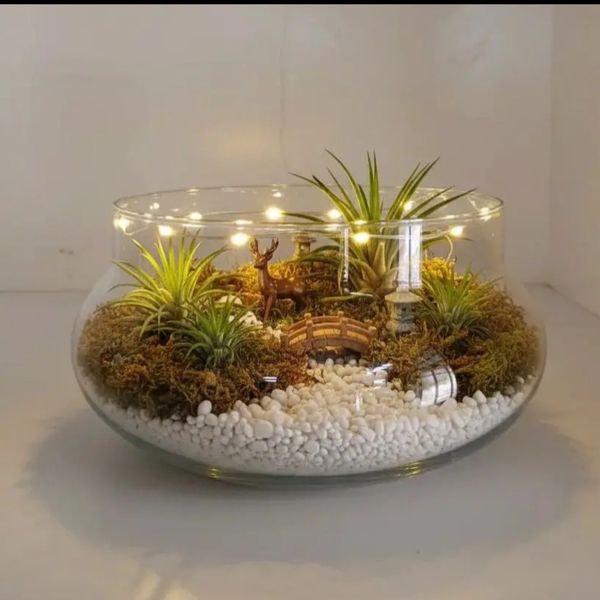 کاسه عدسی متوسط