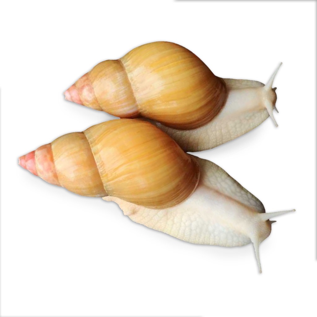 حلزون(پک دو عددی)