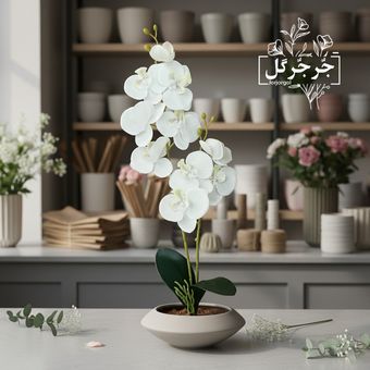 گل ارکیده دو بازو