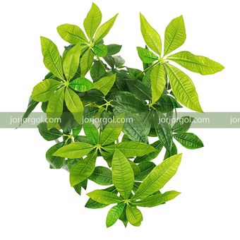 درختچه مصنوعی مدل پاچیرا