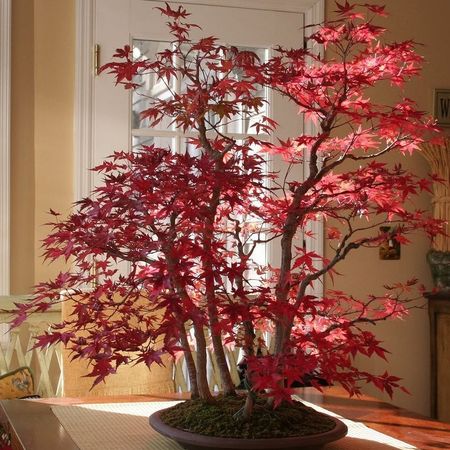 بذر افرا قرمز ژاپنی بسته 1000 عددی