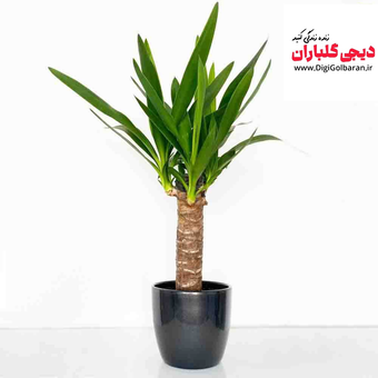 بنسای یوکا تنه دار
