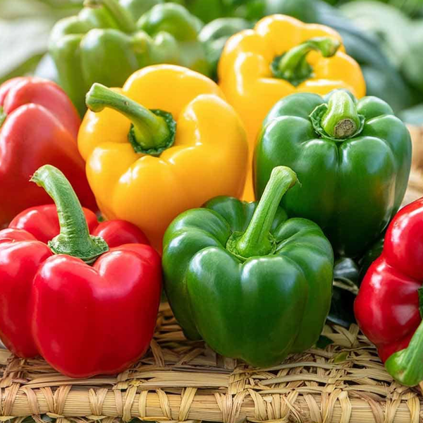 بذر فلفل دلمه رنگی بسته 20عددی