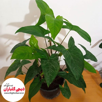 سینگینیوم سبز