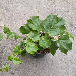 گیاه طبیعی موچسب