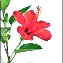 ختمی ژاپنی سطل 4