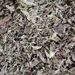 بادرنجبویه به سین