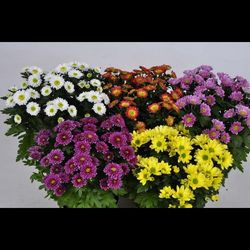 گل داوودی در 2سایز