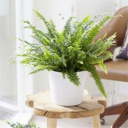 گیاه طبیعی سرخس برگ ریز