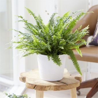 گیاه طبیعی سرخس برگ ریز