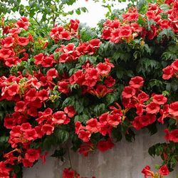 گیاه طبیعی پیچک اناری رونده