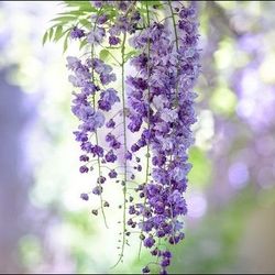 گیاه طبیعی پیچ گلیسین رونده