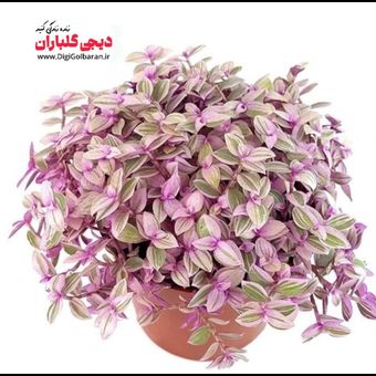 گیاه طبیعی کالیسیا پینک لیدی یا برگ بیدی مینیاتور