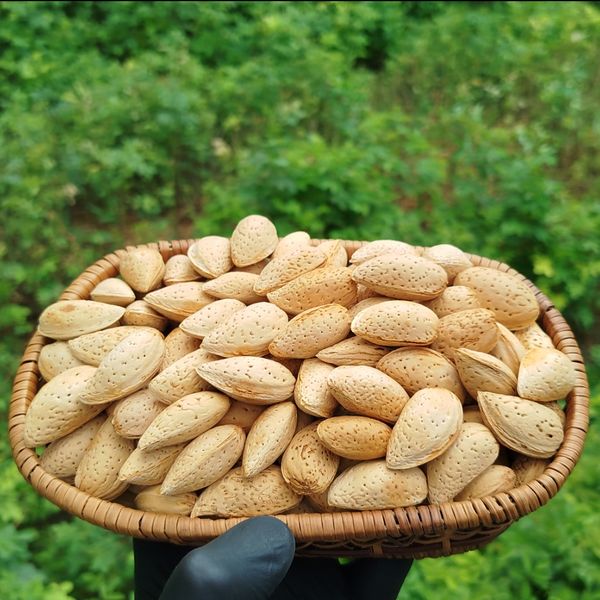 بادام سنگی آذرشهر 1 کیلویی (با پوست) | شیرین، تازه و پرمغزترین بادام محلی