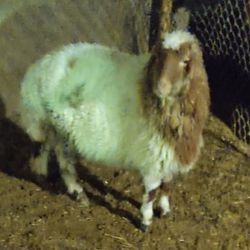 یک عدد بره پرگوشت وقبراق وسالم زنده