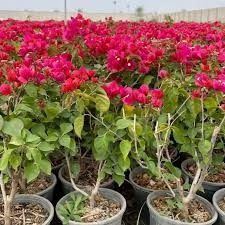 گیاه طبیعی گل کاغذی سطل 4