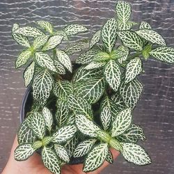 گل طبیعی فیتونیا