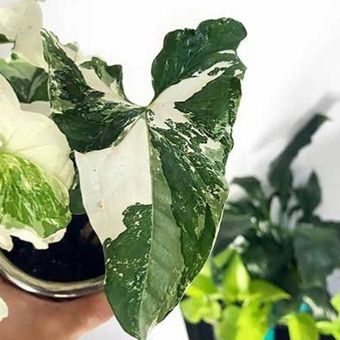 گل طبیعی سینگینیوم ابلغ