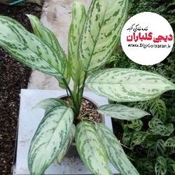 گیاه طبیعی آگلونما رسمی