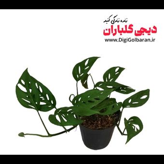 گیاه آپارتمانی پتوس حصیری