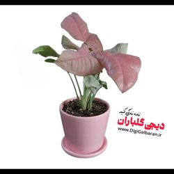 گیاه طبیعی سینگونیوم صورتی