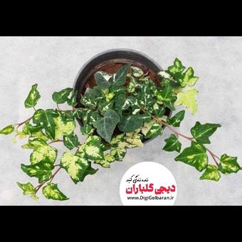 گیاه طبیعی هدرا