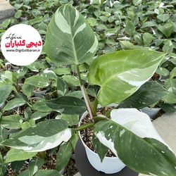 گل طبیعی فیلودندرون  وایت پرنس