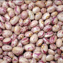 لوبیا چیتی محلی یک کیلو گرم