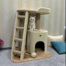 اسکرچر مدل آلیس