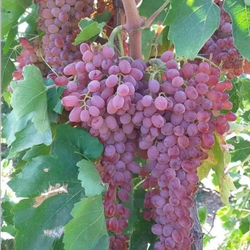 نهال انگور قرمز بیدانه