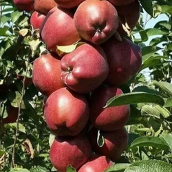 نهال سیب رد دلیشز