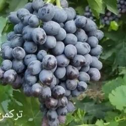 نهال انگور ترکمن در مشهد درخت