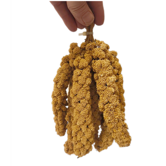 ارزن خوشه ای