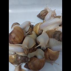 حلزون پیش مولد 6 سانتی