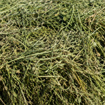 یونجه خشک
