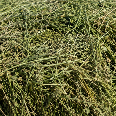 یونجه خشک