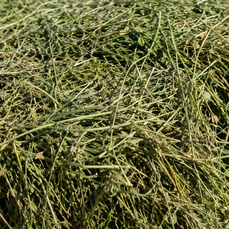 یونجه خشک