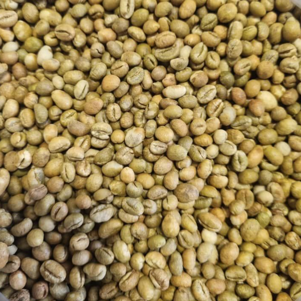 قهوه سبز روبستا پی بی هند