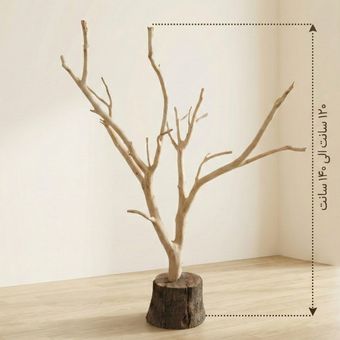 درختچه رویال