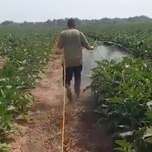 لانس سمپاشی نیم گرد مخصوص بادمجان و گیاهان پر حجم