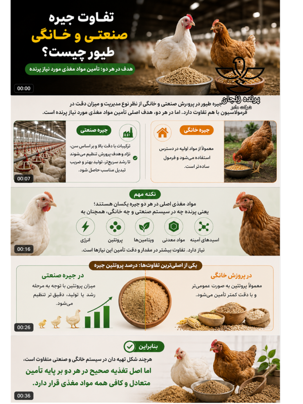 دان بوقلمون گوشتی صنعتی 5 کیلویی
